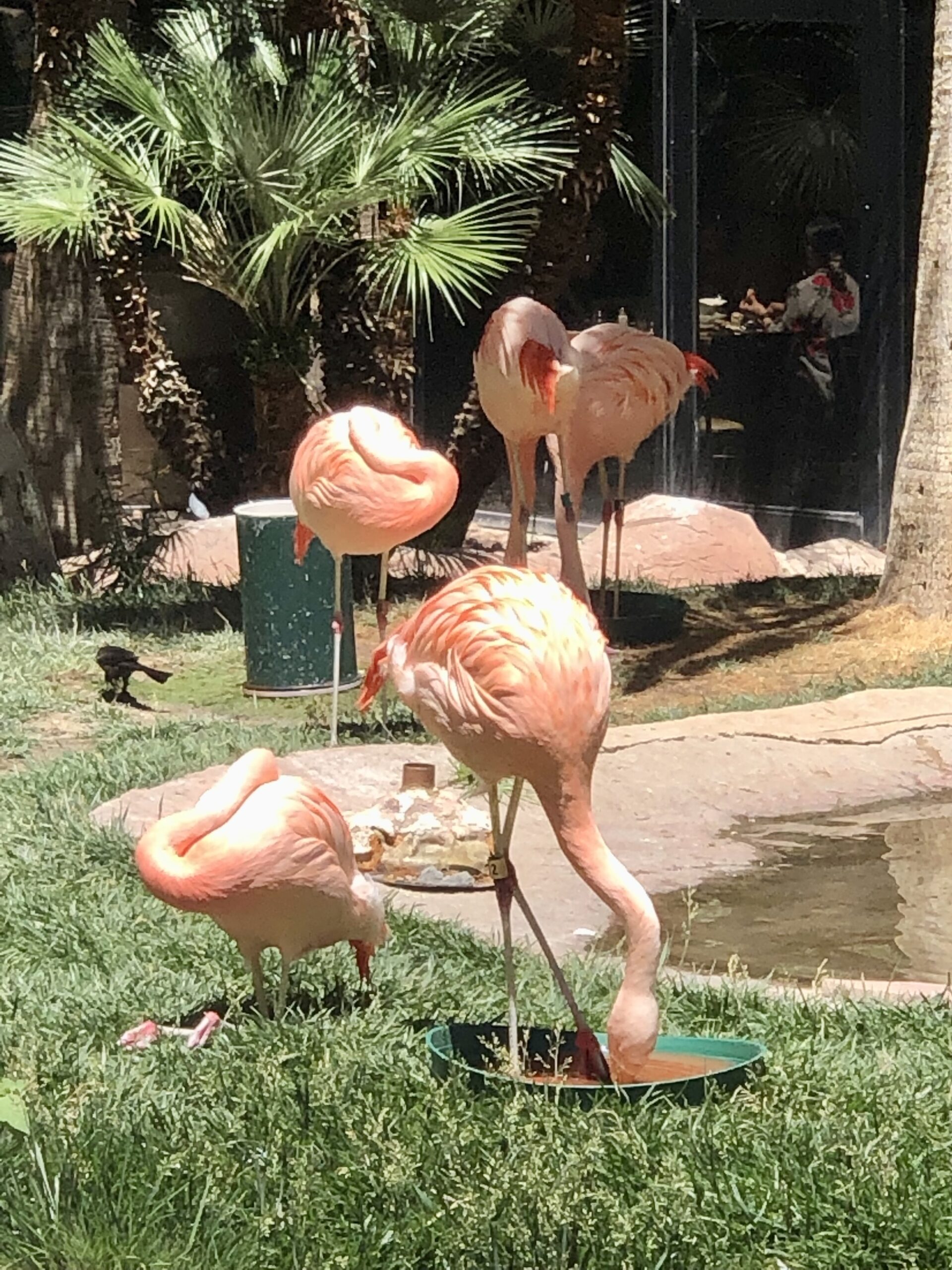 Flamingos Las Vegas