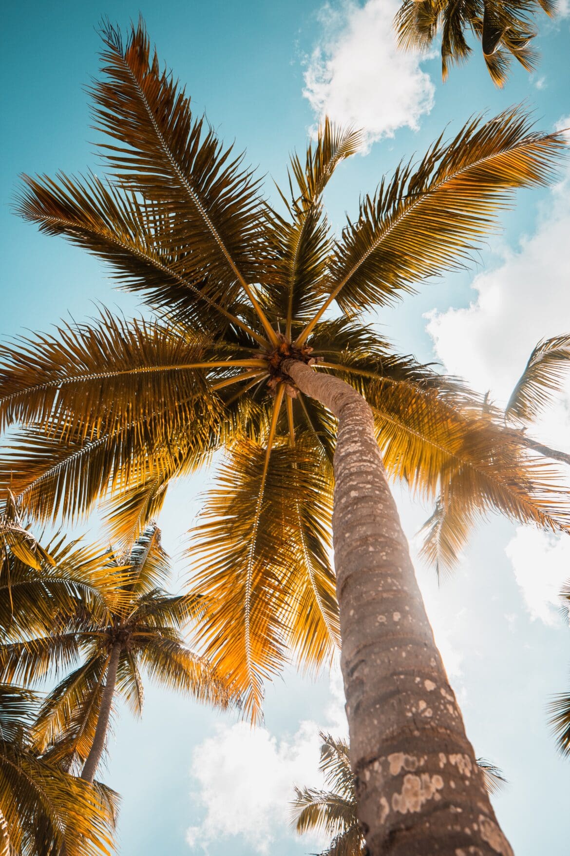 Palm Trees Palm Trees