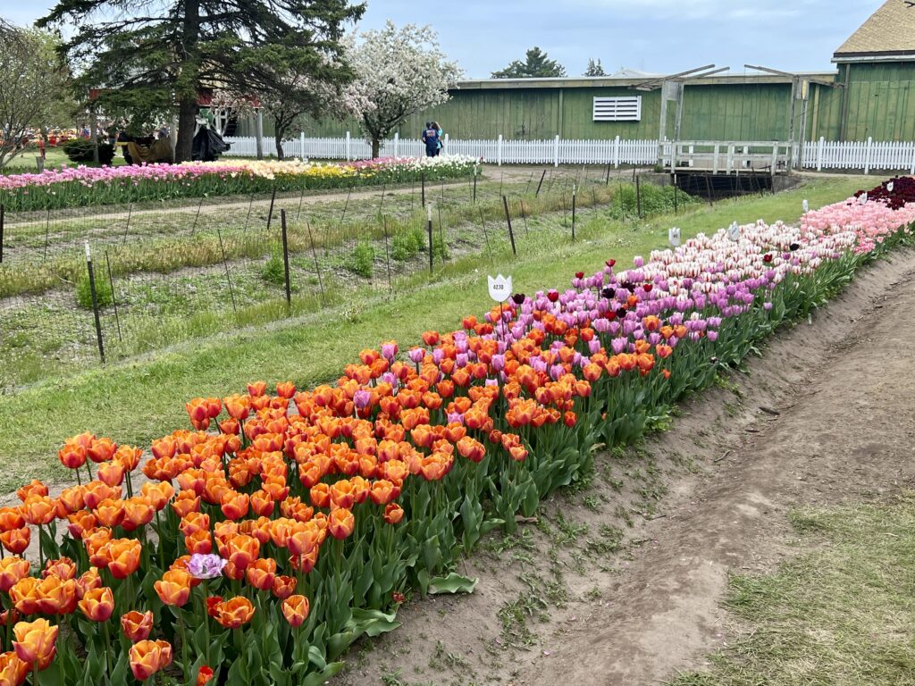 Veldheer Tulip Gardens Field