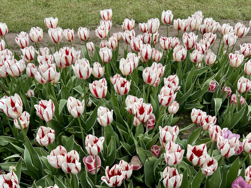 Tulips 7
