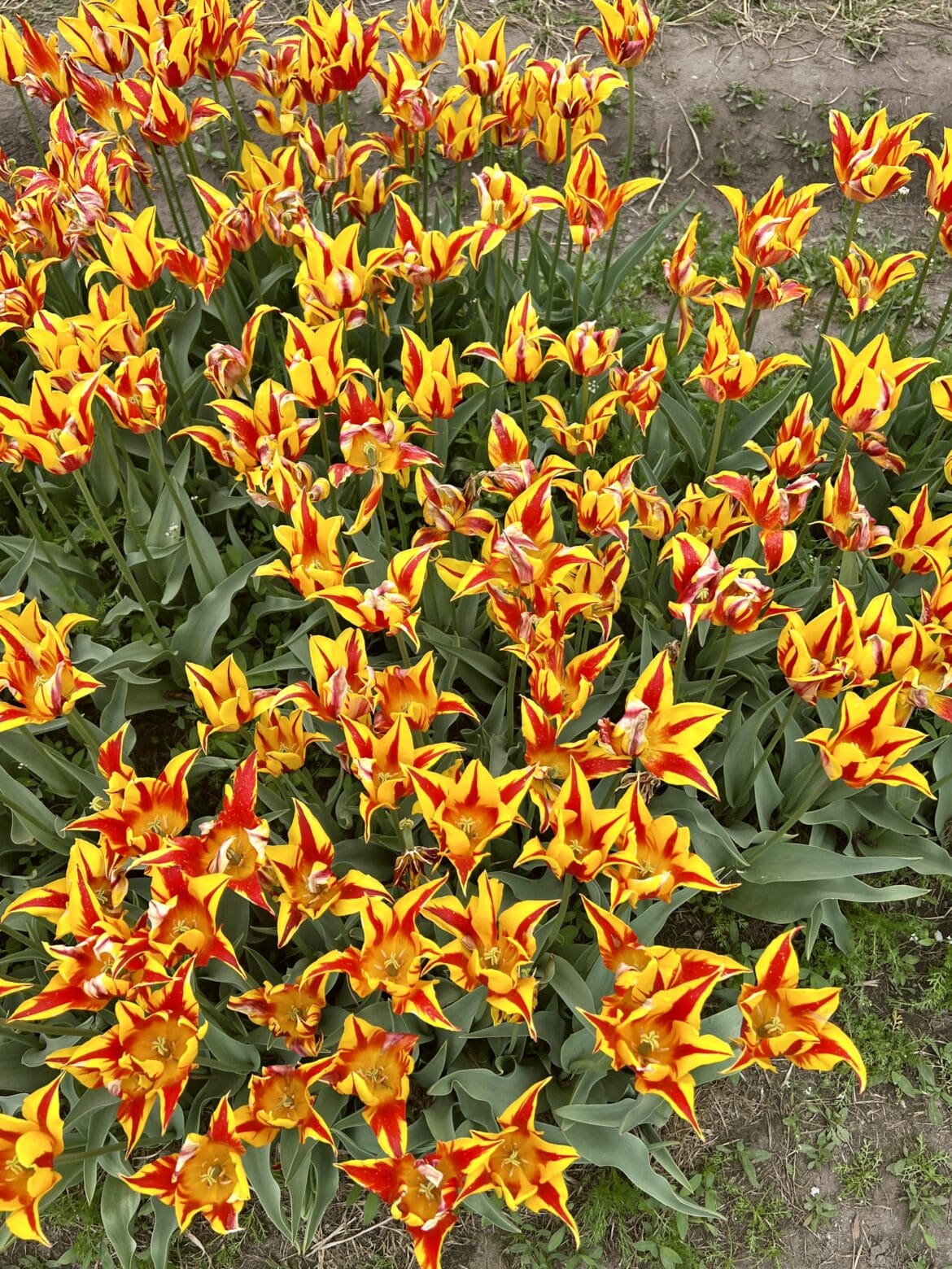 Tulips 1
