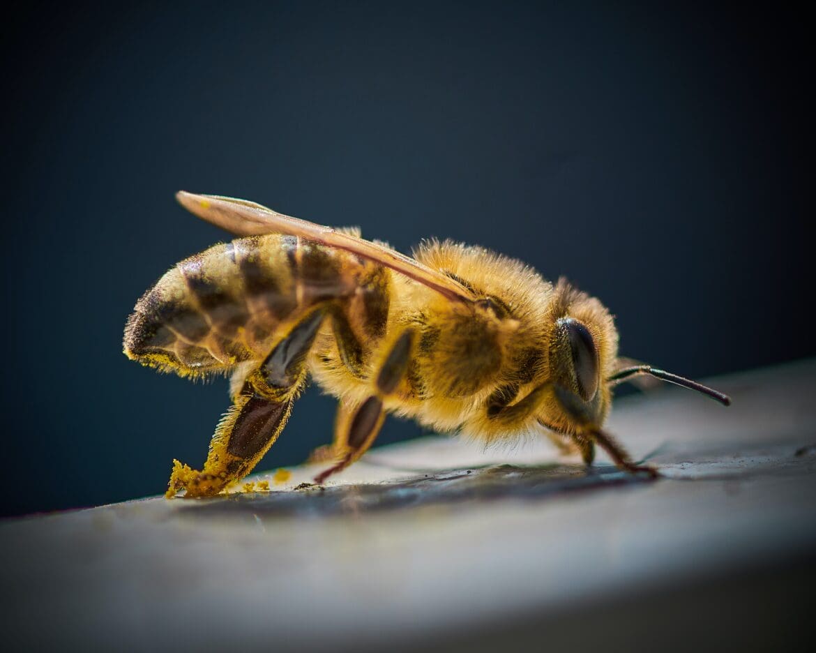 Bee