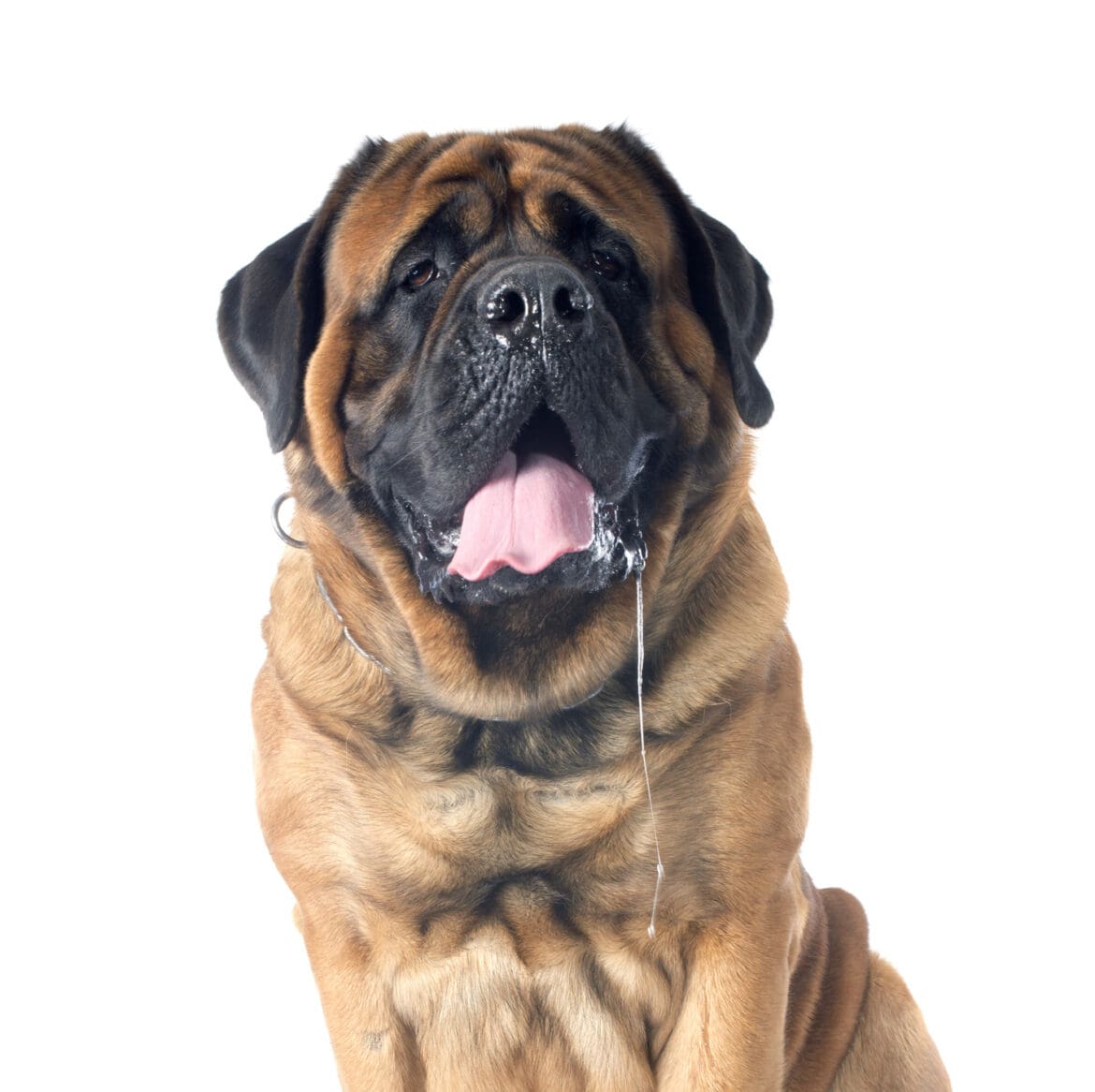 Drooling Dog Drooling Dog