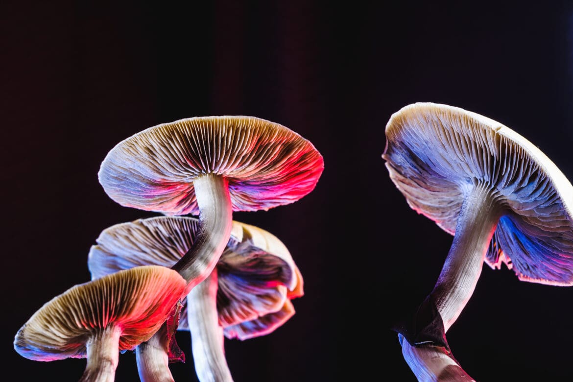 Magic Mushrooms Magic Mushrooms
