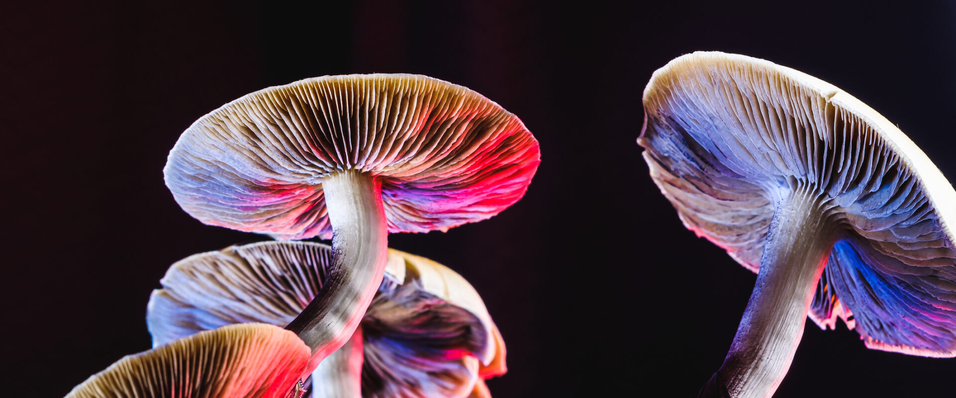 Magic Mushrooms