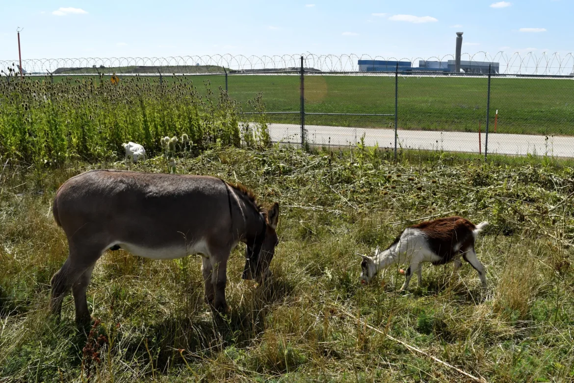 Animals ORD Animals ORD