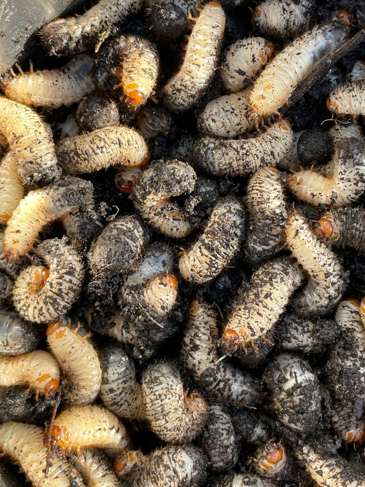 Maggots