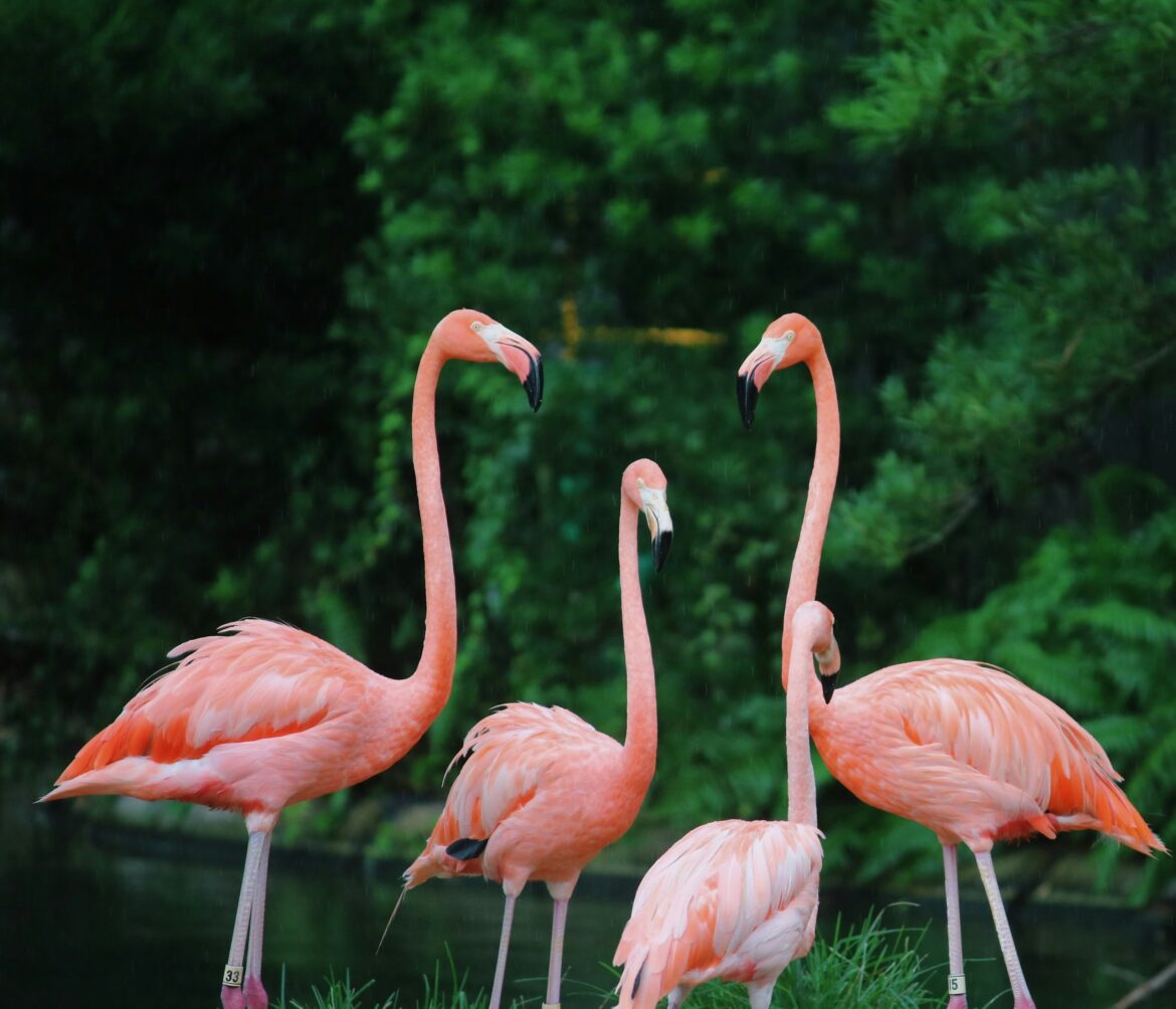 Flamingos