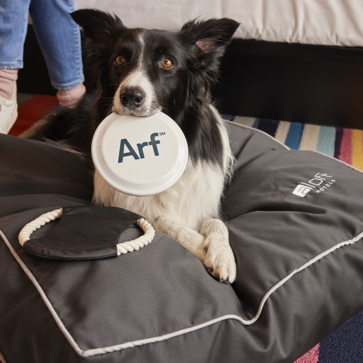 a dog holding a frisbee in its mouth