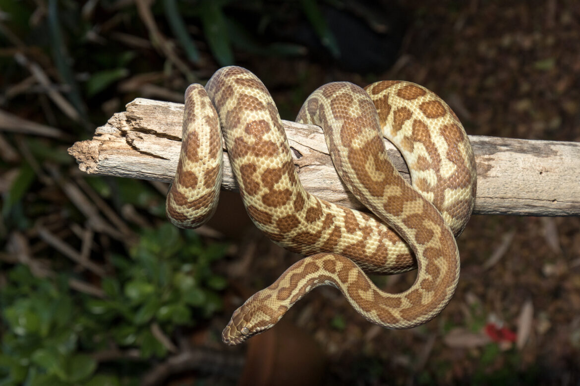 Stimson's Python