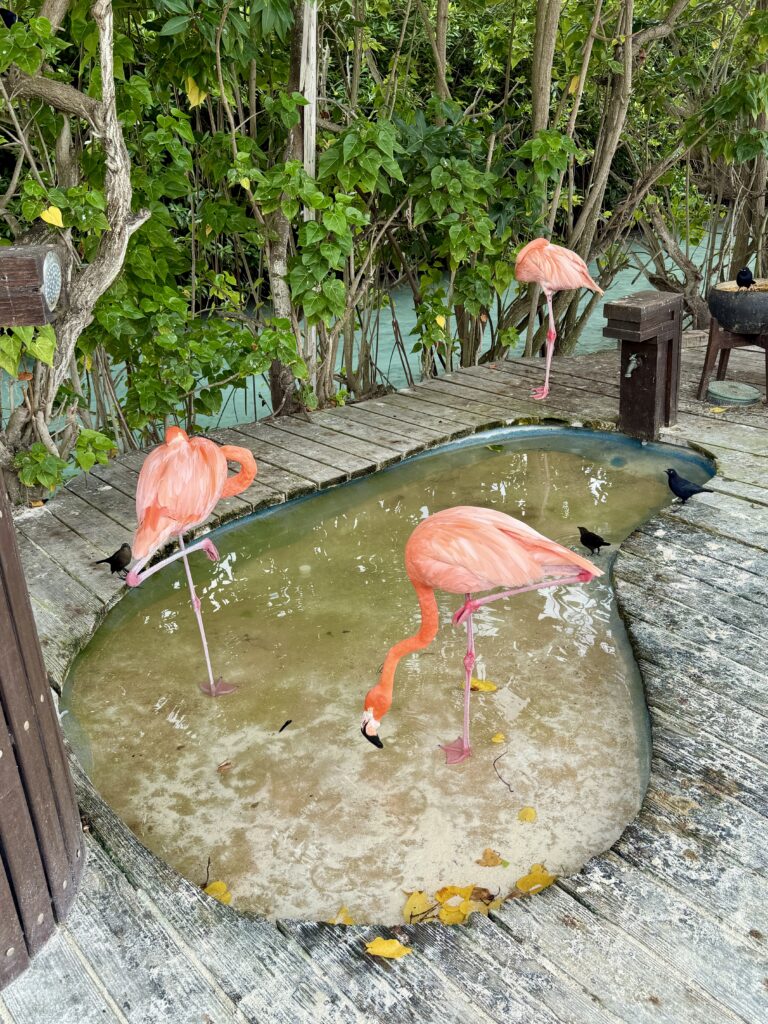 Flamingos 1