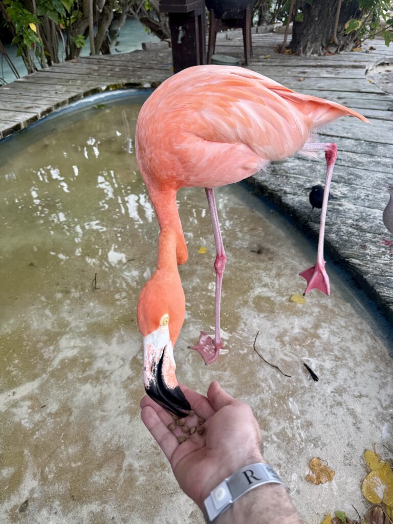 Flamingo 3