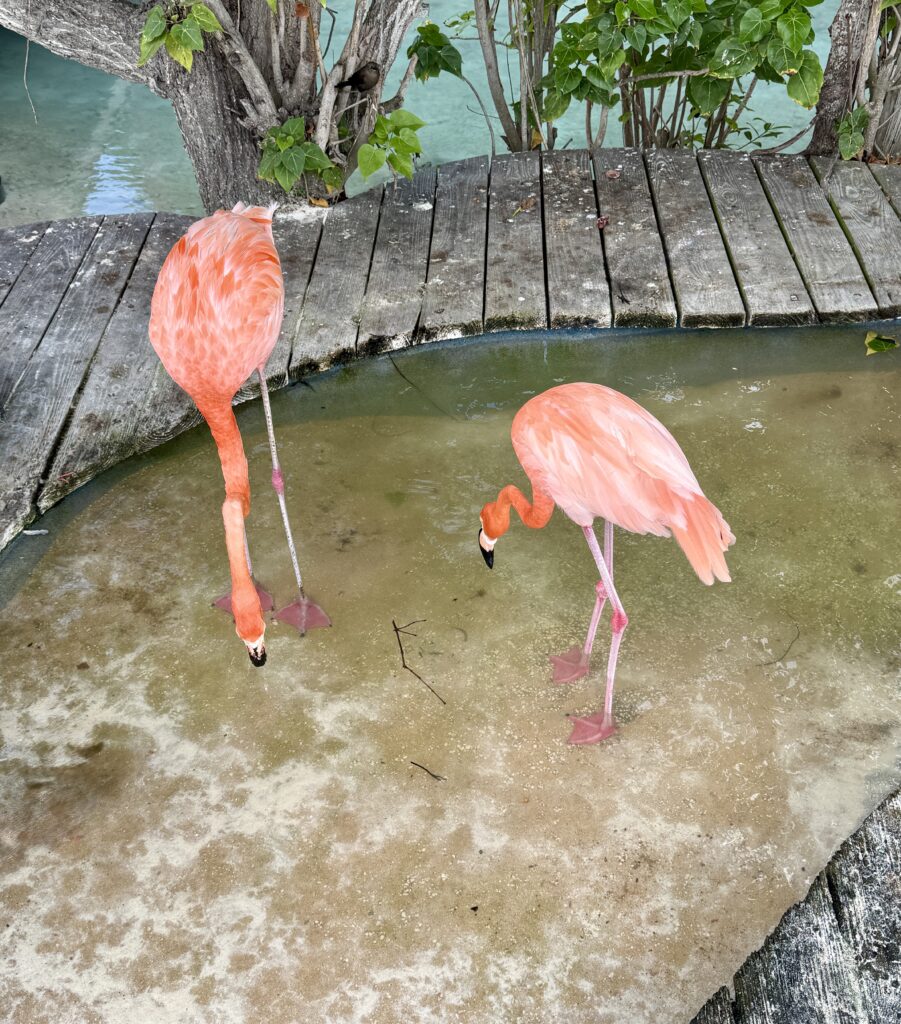 Flamingos 4