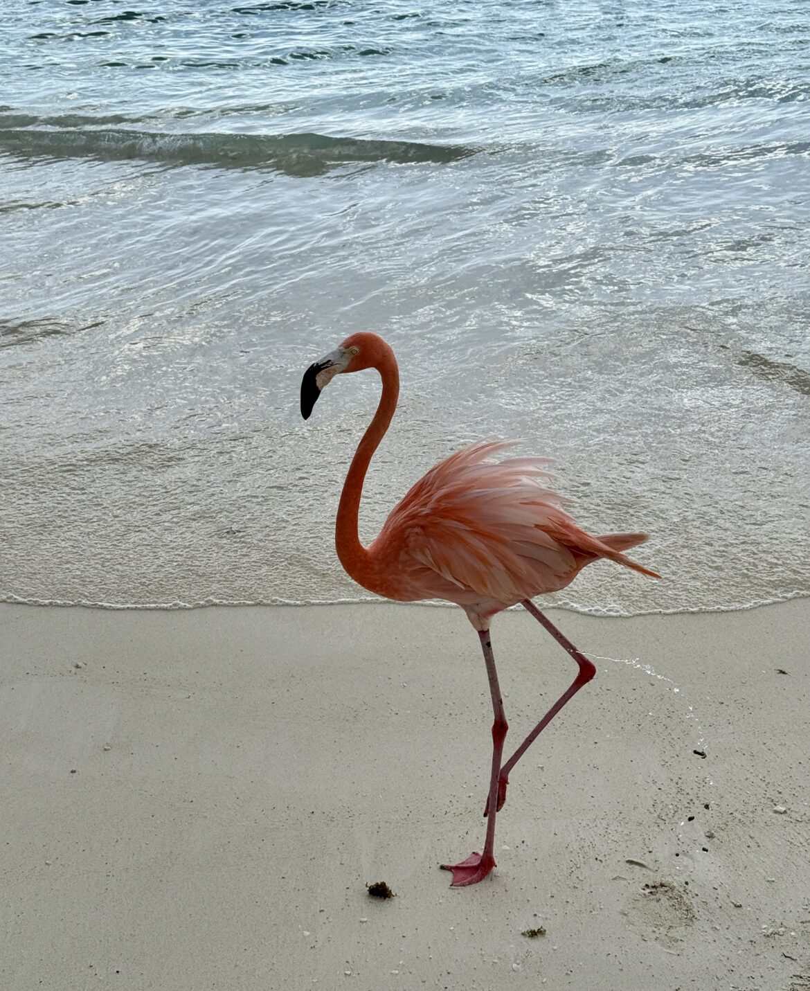 Flamingo 2