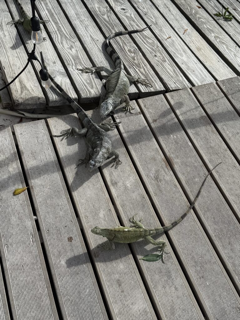 Iguanas 1