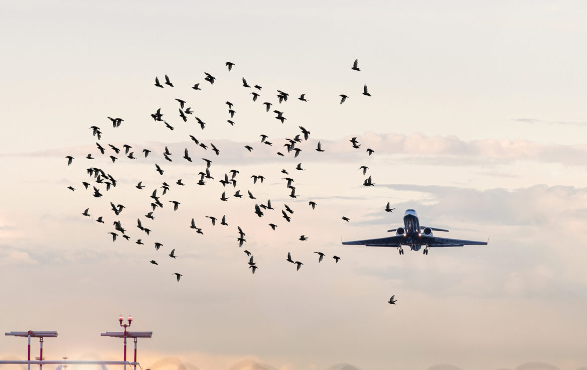 Bird Strike Bird Strike