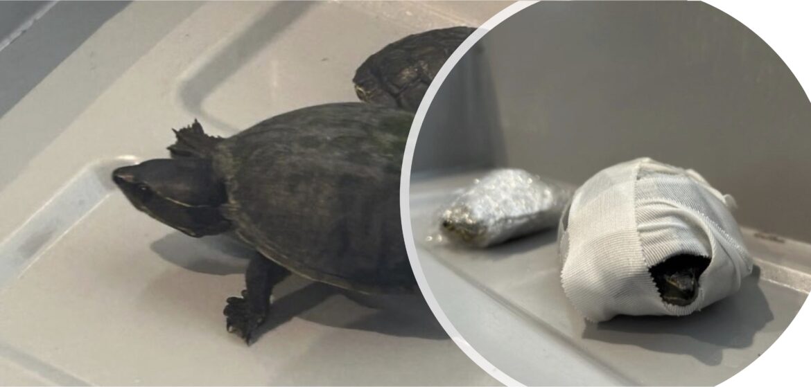 Turtles MIA Turtles MIA