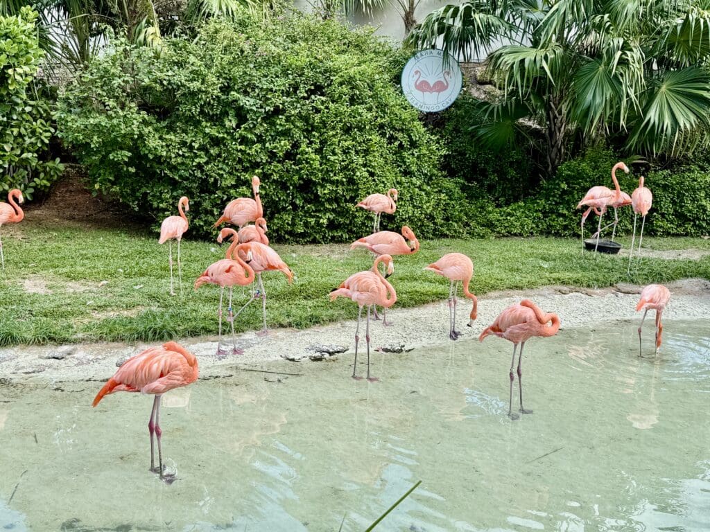 Grand Hyatt Baha Mar 100