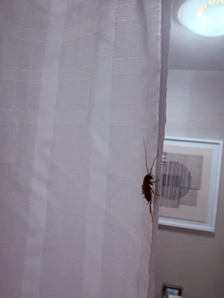 Courtyard Addison 37