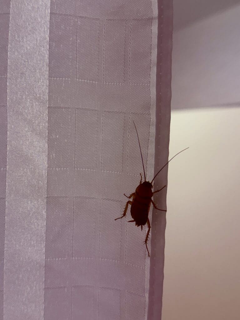 Courtyard Addison 38